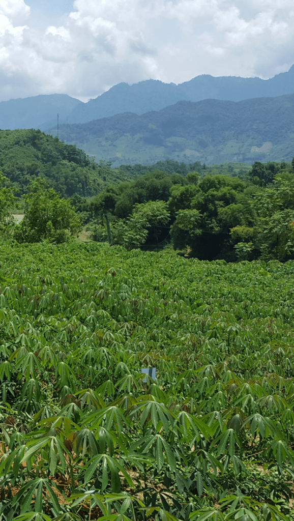 Image of a cassava farm in the highlands of northern Vietnam.