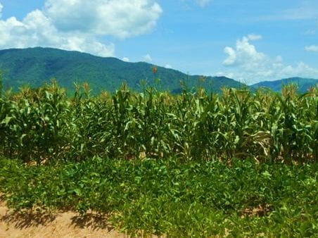 Image of maize and soybean outside of Liwonde, Malawi.